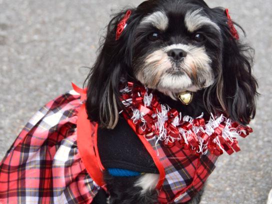 photo of dog dressed up for the winter holidays